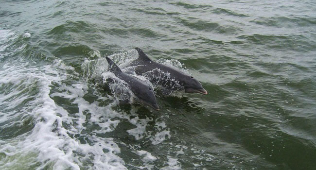 Dolphins